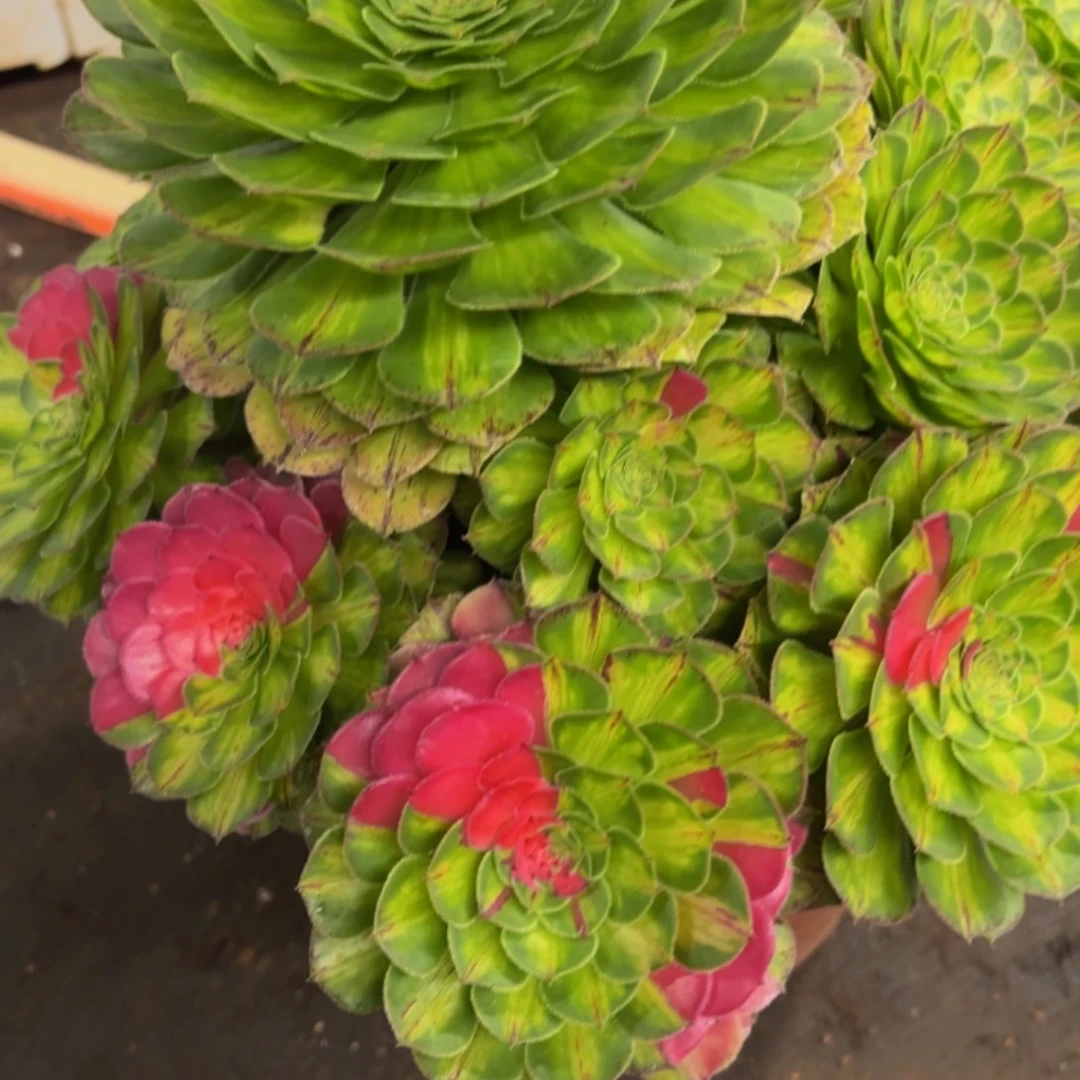 哈哈多肉葡萄努力220