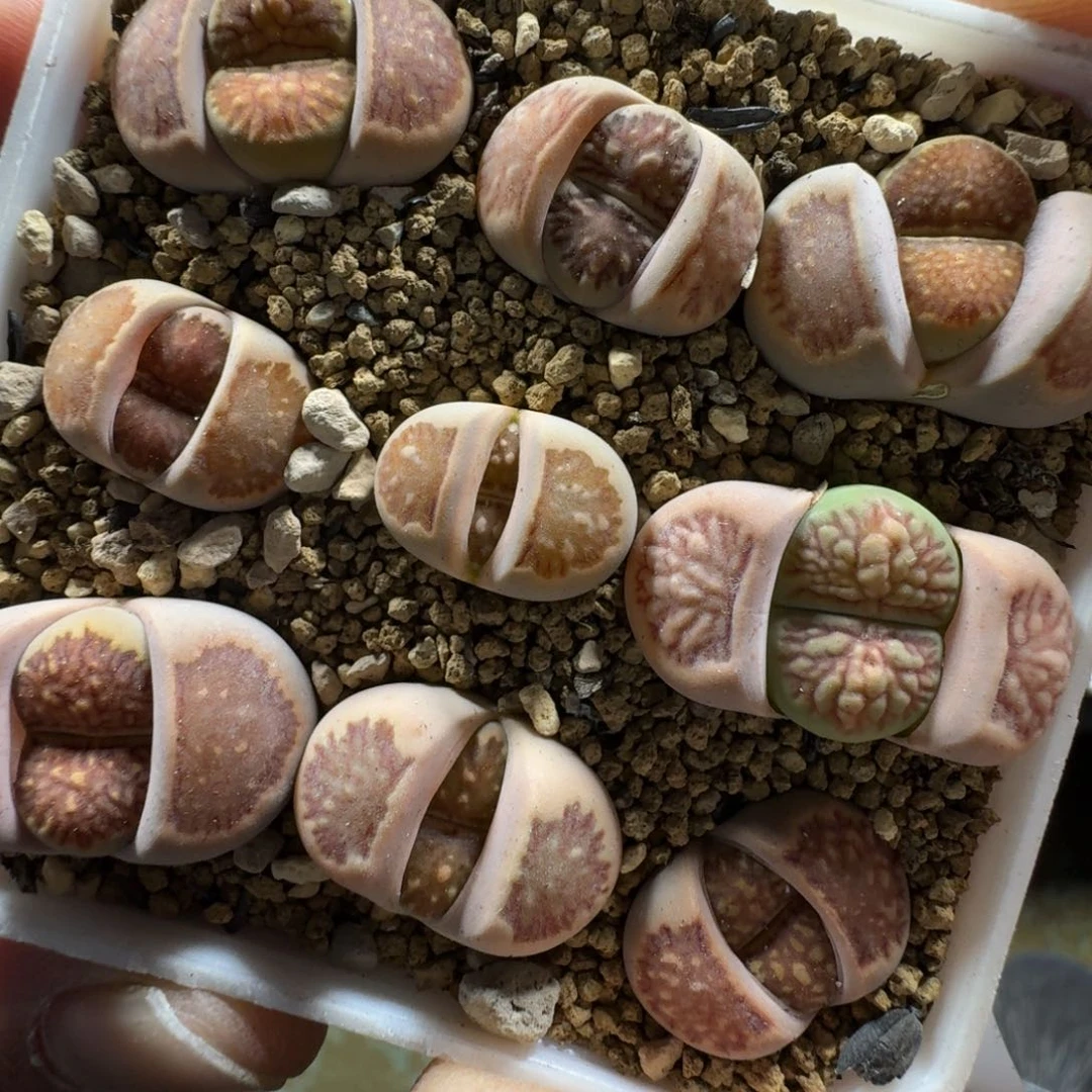 3036。菊一盒。带盆土