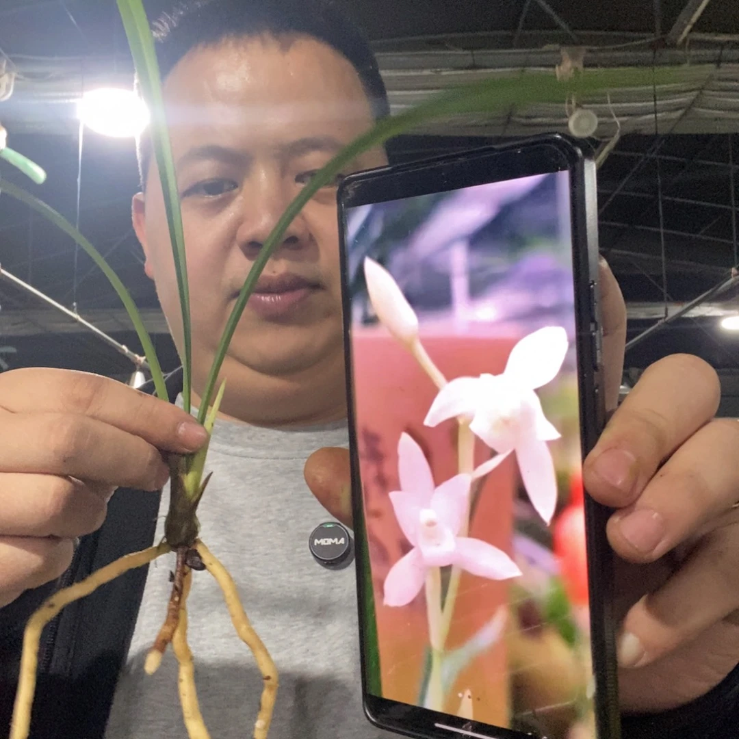 当前无花栽培后可以开花北极光 14