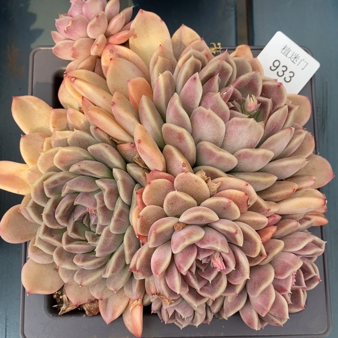 S****ฅ杂交精品多肉933