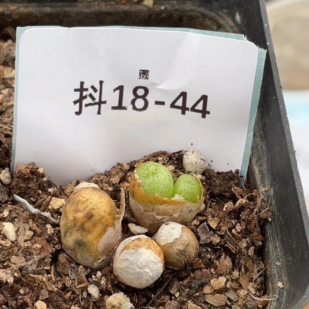 18-44皮姆多肉植物