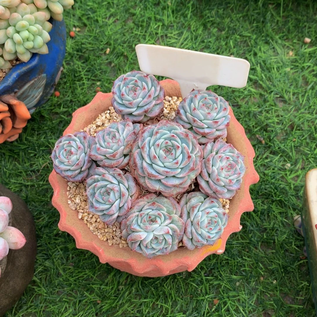 恩***宝带盆多肉植物73737838383