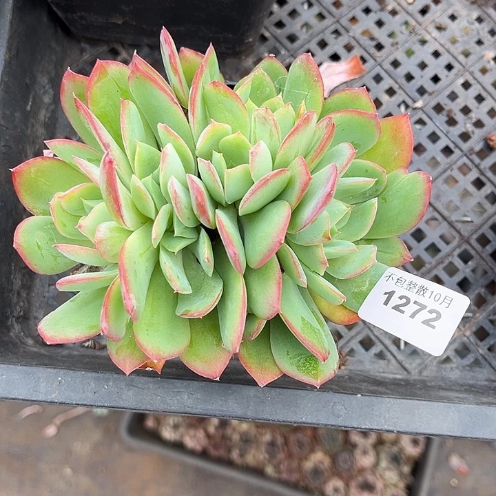 阿雅园艺。      1272绮罗朵朵