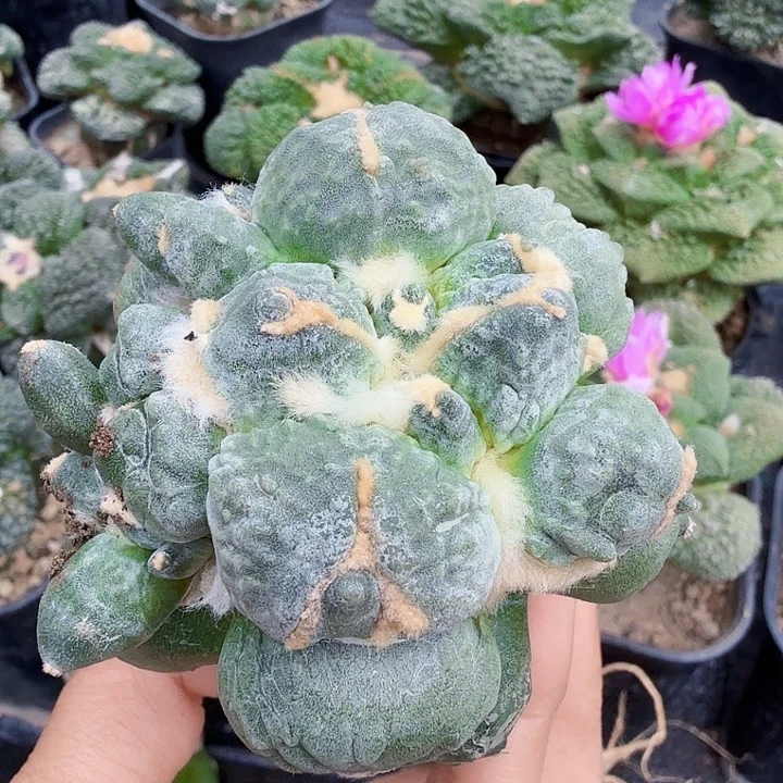 汇***浦无花朵428白肌变尤蛋蛋