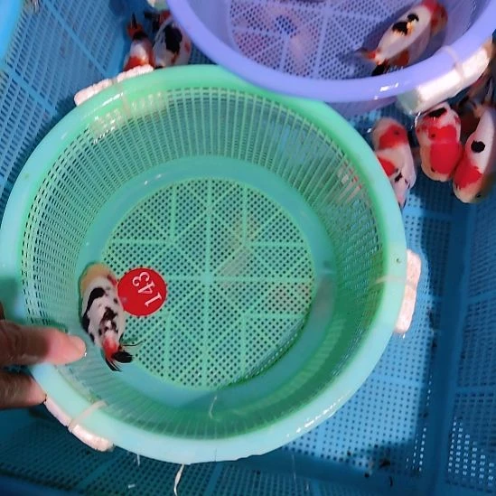 甘***滋金鱼143兰寿一条特价顺丰包邮