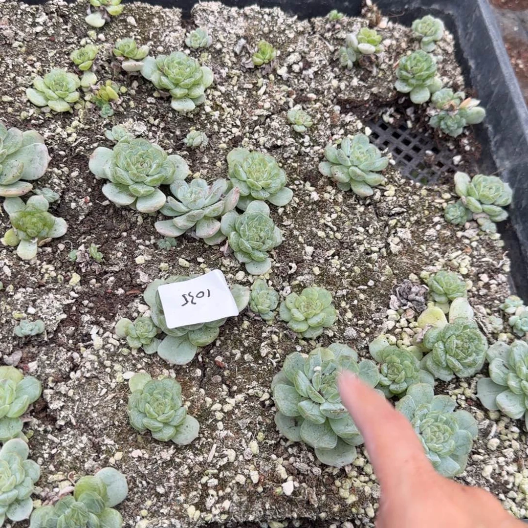 1035 号三半框满20包邮