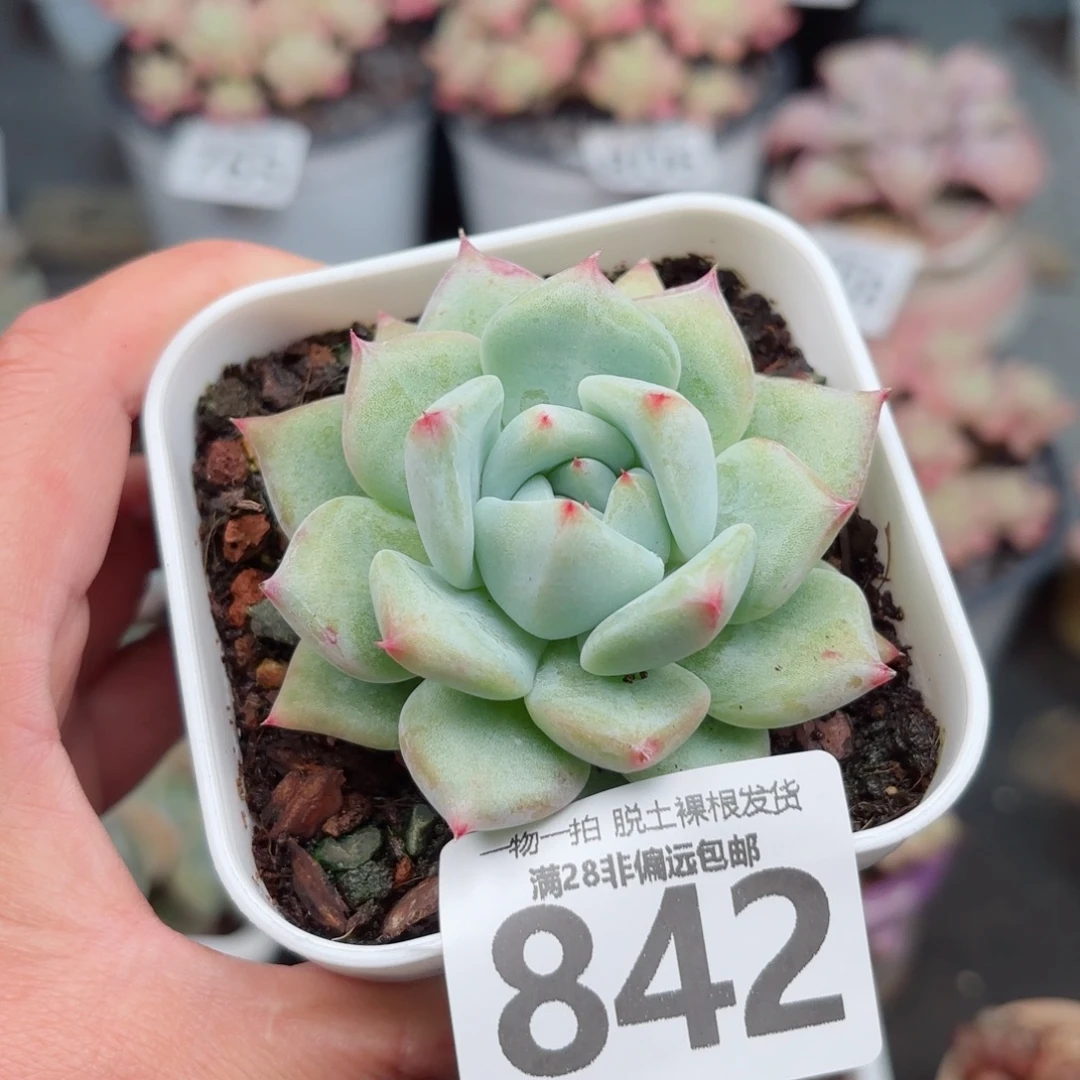 白拉糖无盆土发货
