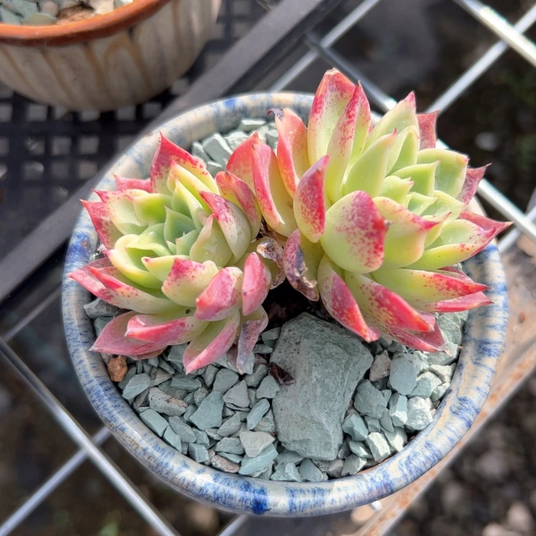 ˗****三色堇8公分