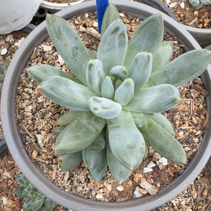 琉璃sp多肉植物122