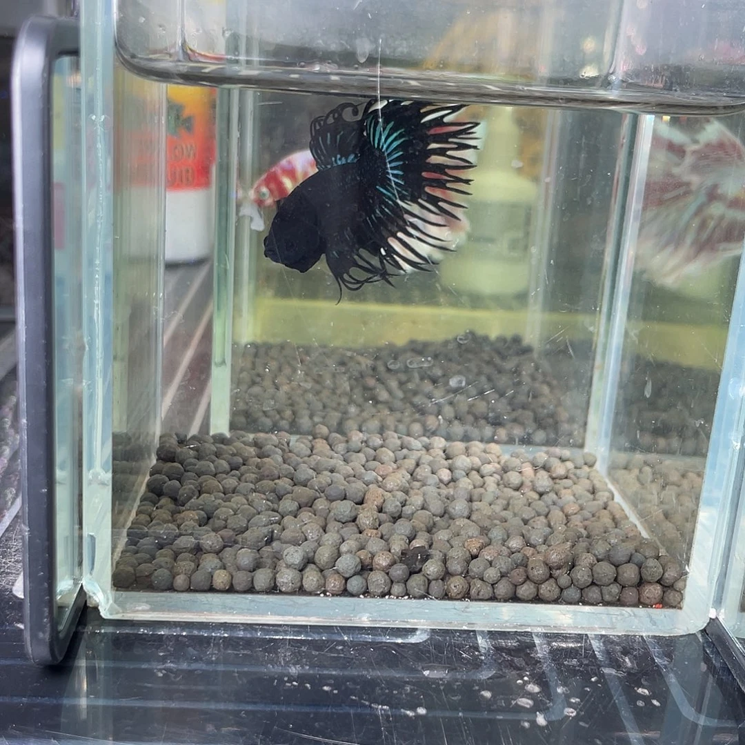 斗鱼黑毒液蓝晶006号