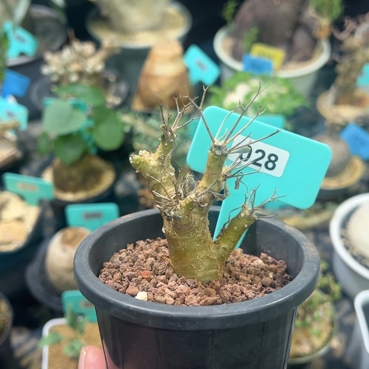 刺烛后盾菊多肉植物