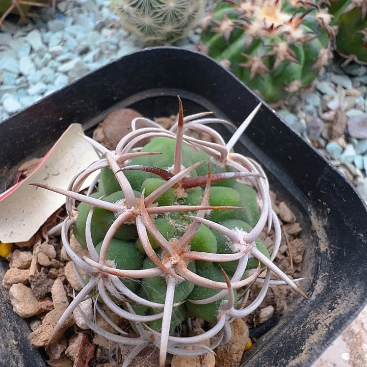 碧岩玉实生。