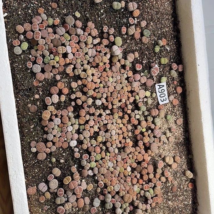 生903石花整筐脱土发货