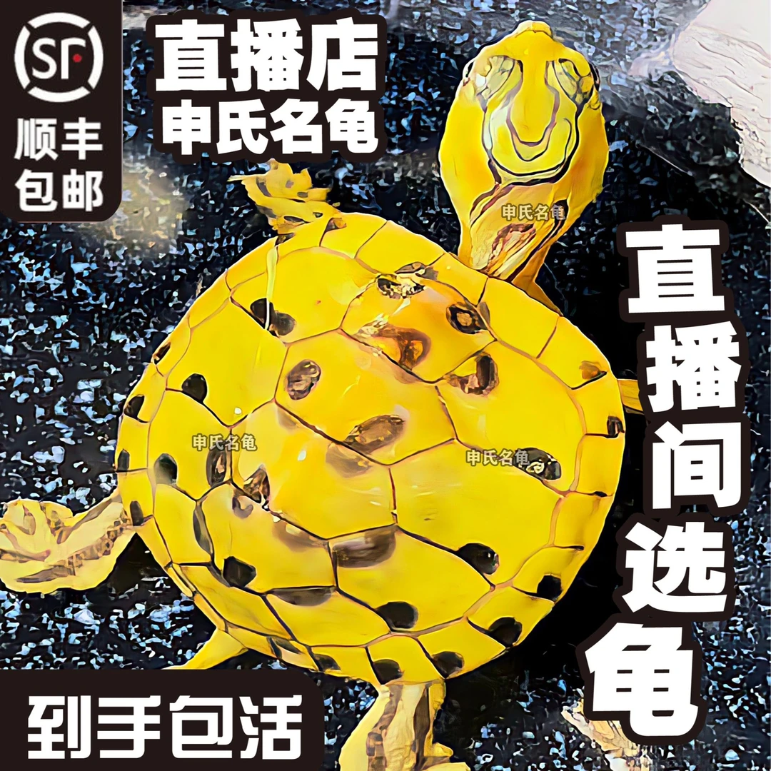 直播间选龟 多少钱拍多少