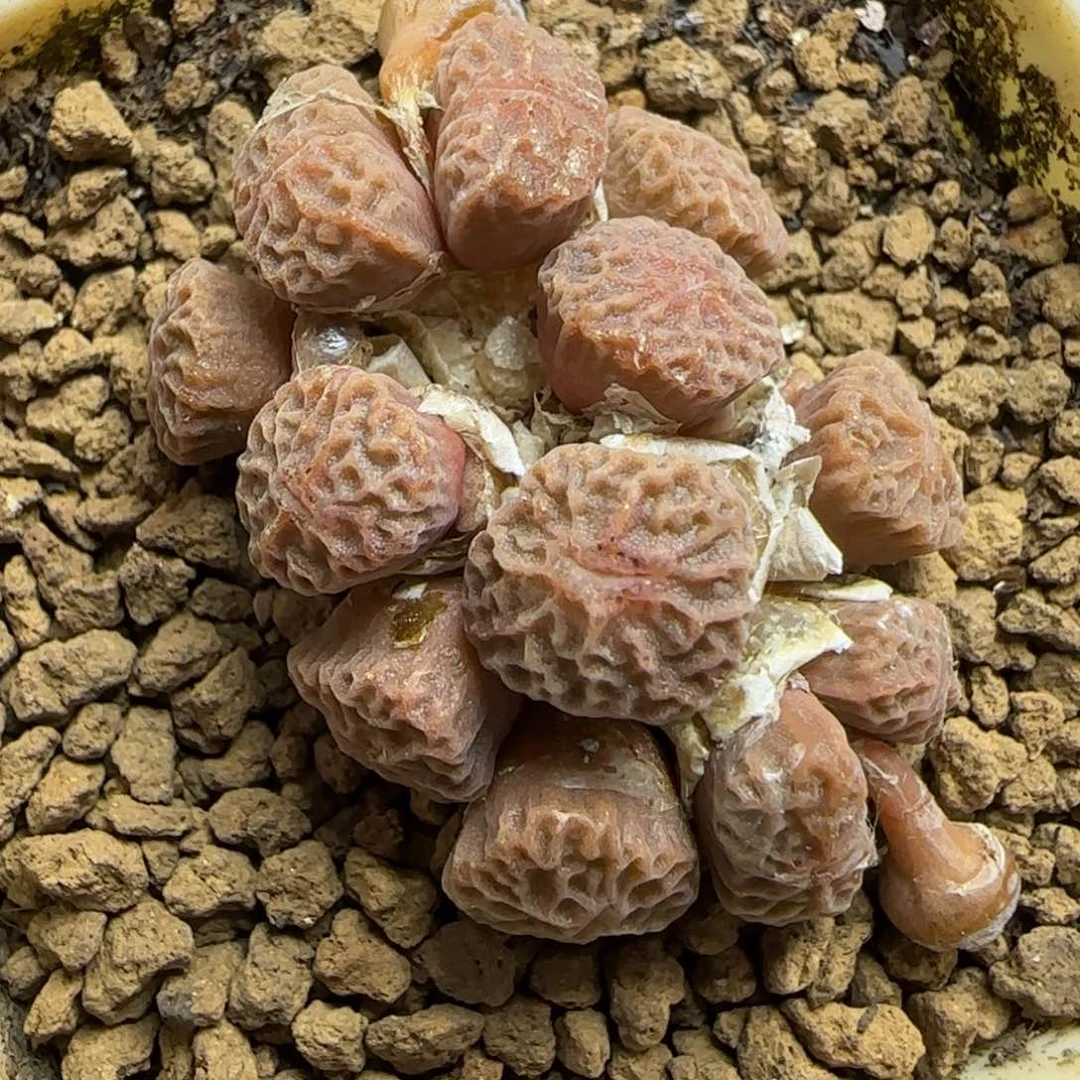 ?****?多肉超烧23号链接带盆