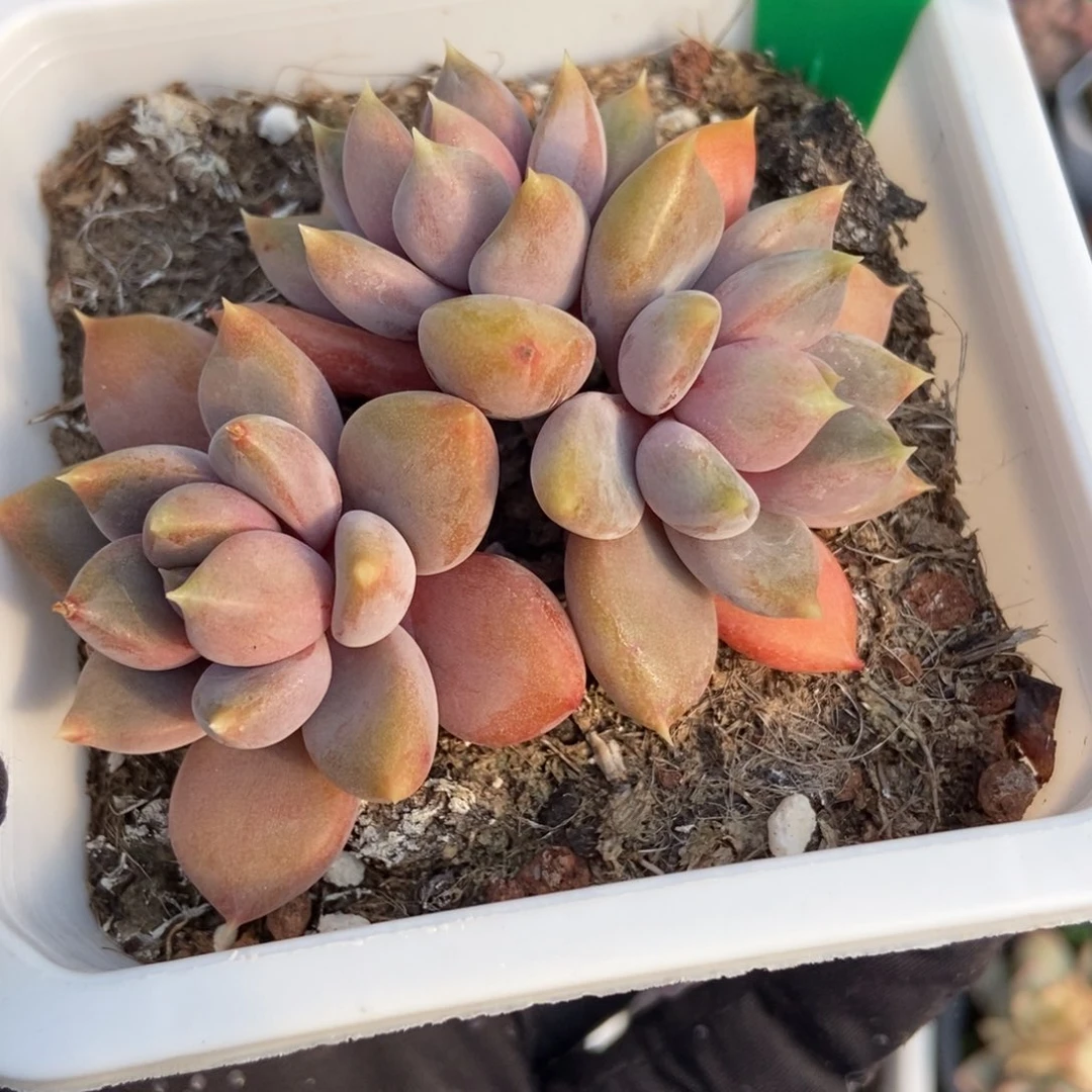 776象牙多肉植物保护