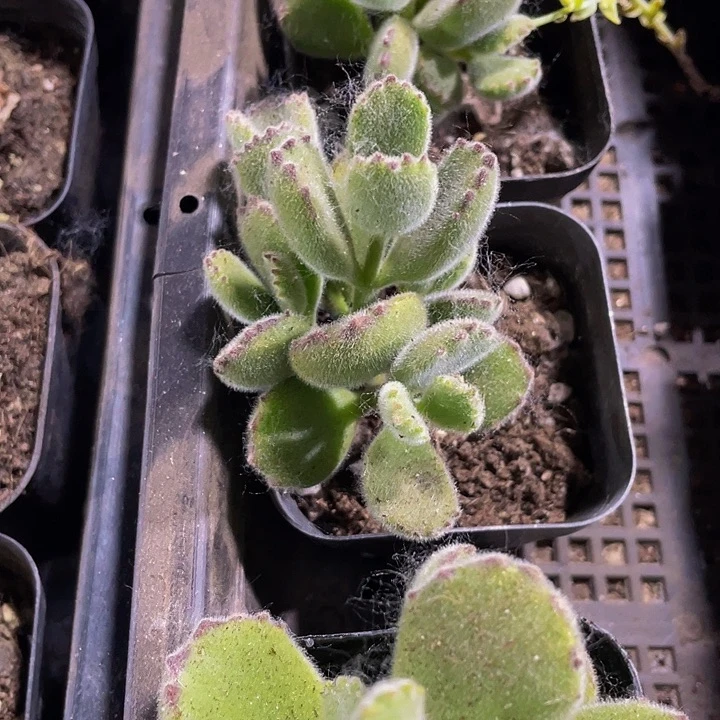 6.5方大绿熊带盆土发