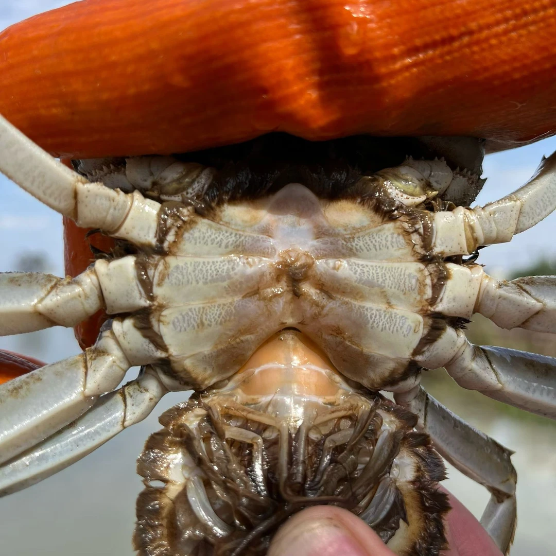 江苏河蟹活蟹20只母蟹0.8-1.1两