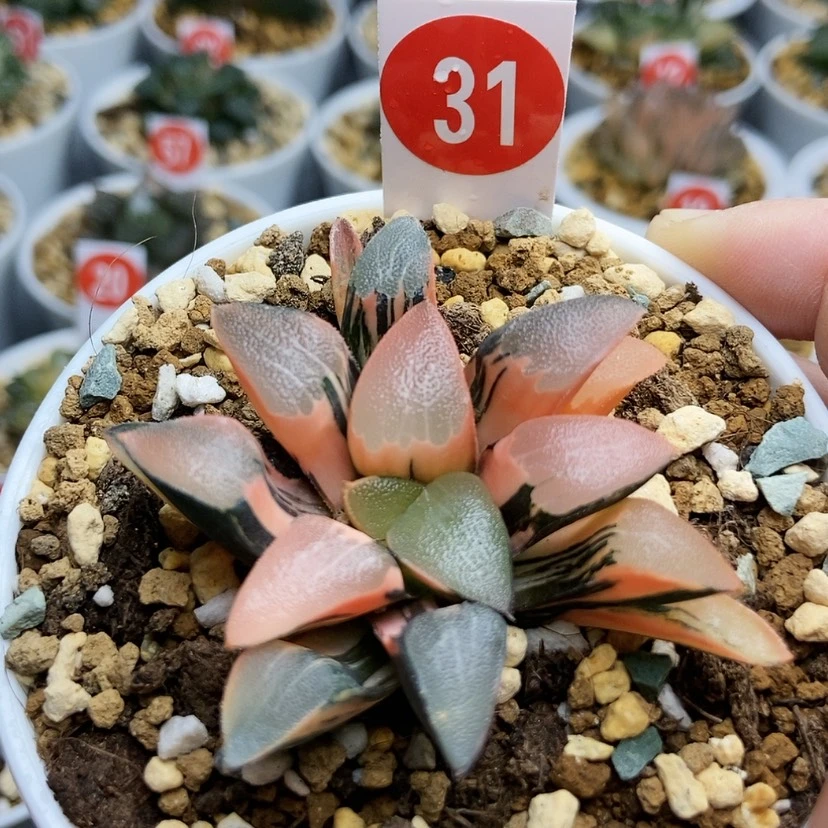 【闪购商品】31丘比特克锦
