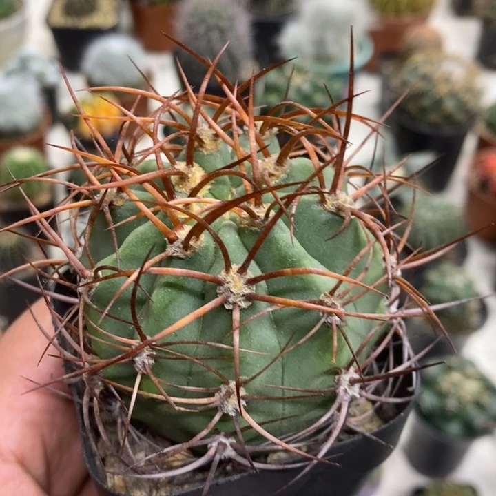 实生茜云特价福利