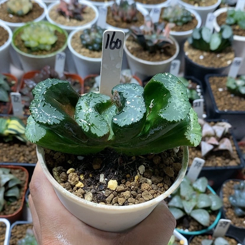 【闪购商品】160巨凤