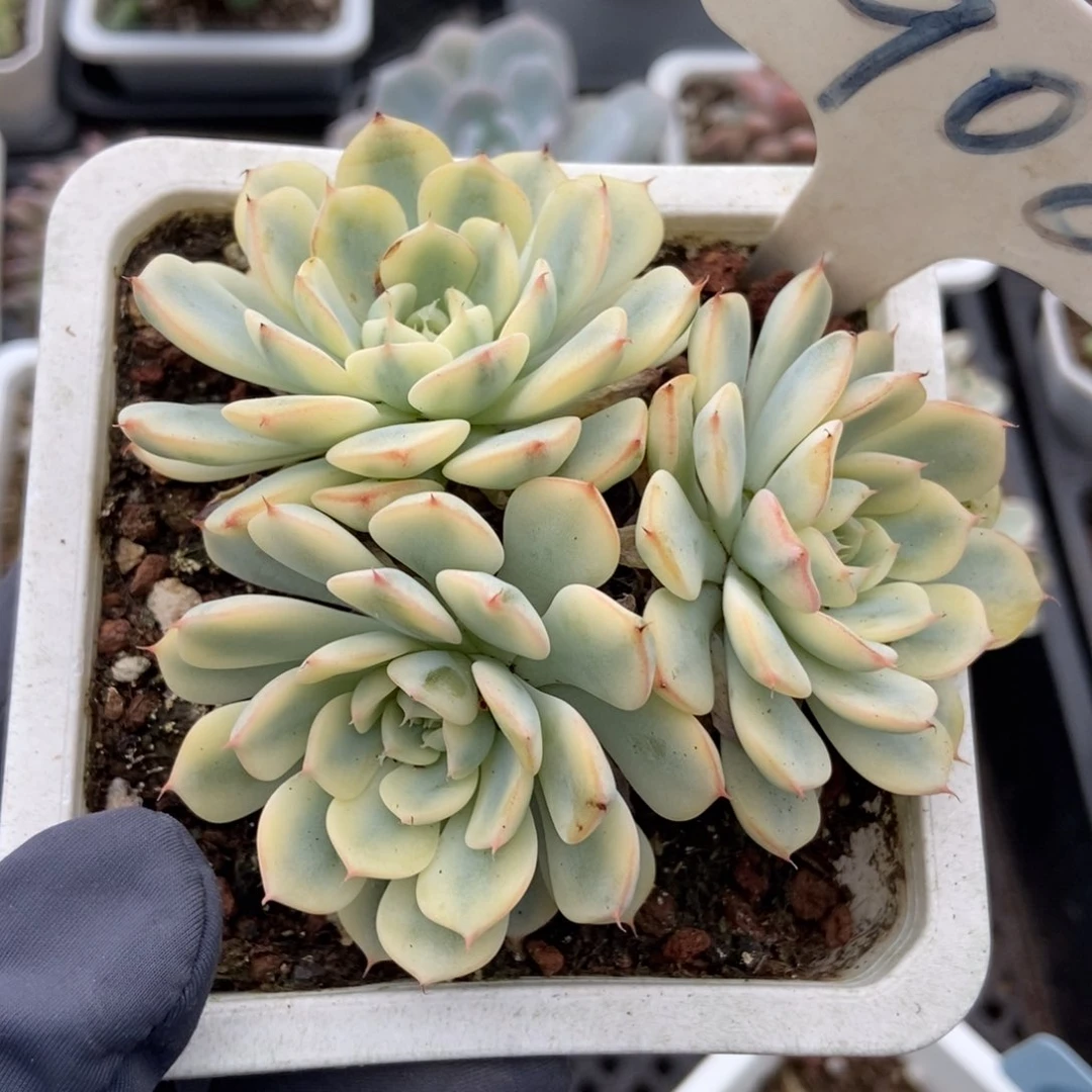 908忌廉锦多肉植物保护