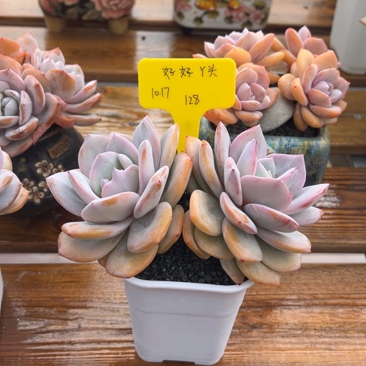 奶茶发货好好丫头