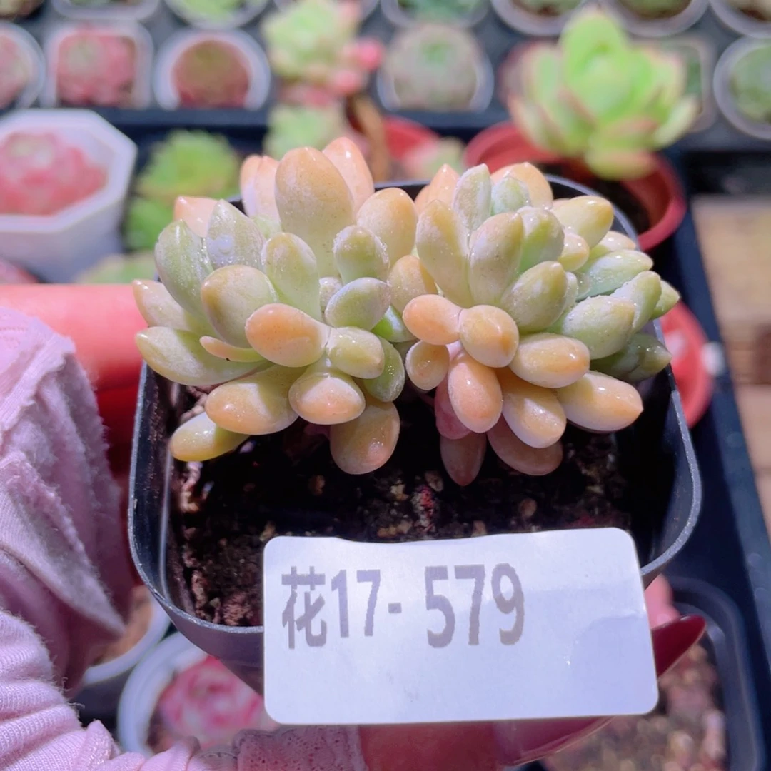 花利美17-579醉美人缀化