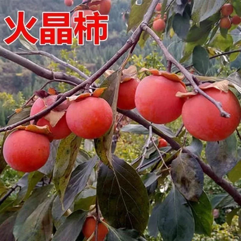 陕西临潼火晶柿子果树苗嫁接柿子树苗 火晶树苗 如火庭院当年结果