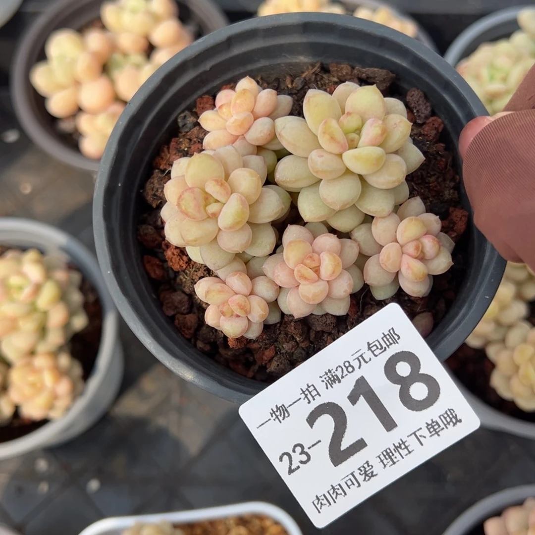 落*.阳光玫瑰多肉多肉多肉多肉多肉