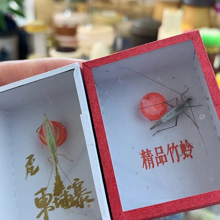 全品紫竹➕短须柬埔寨竹蛉
