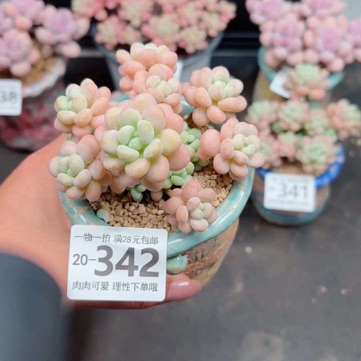洛可可多肉无盆土发货多