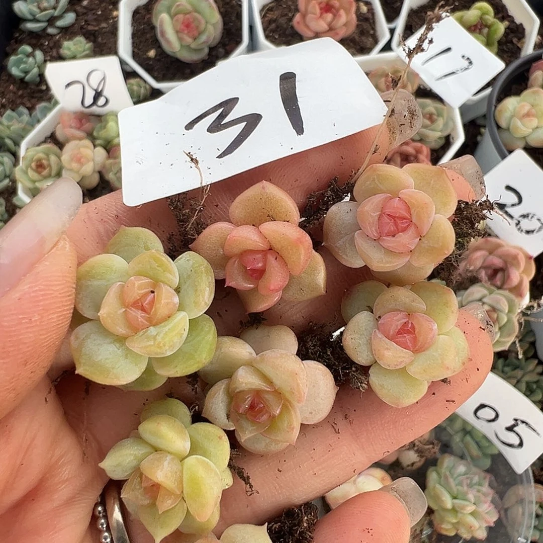 31 满19.9包邮非偏远地区