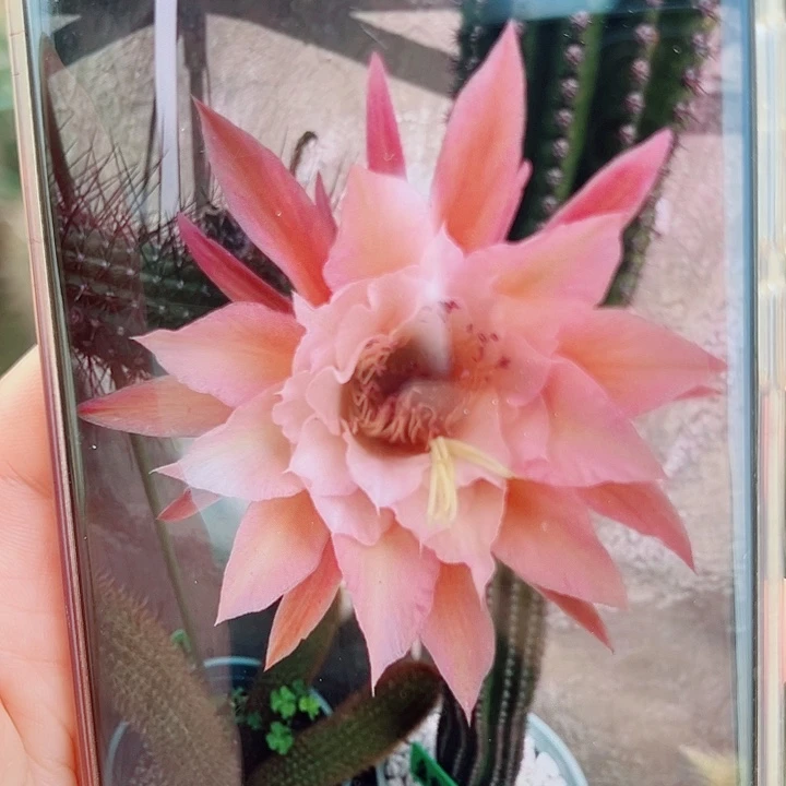 金妞  蝴蝶侧芽  20 公分