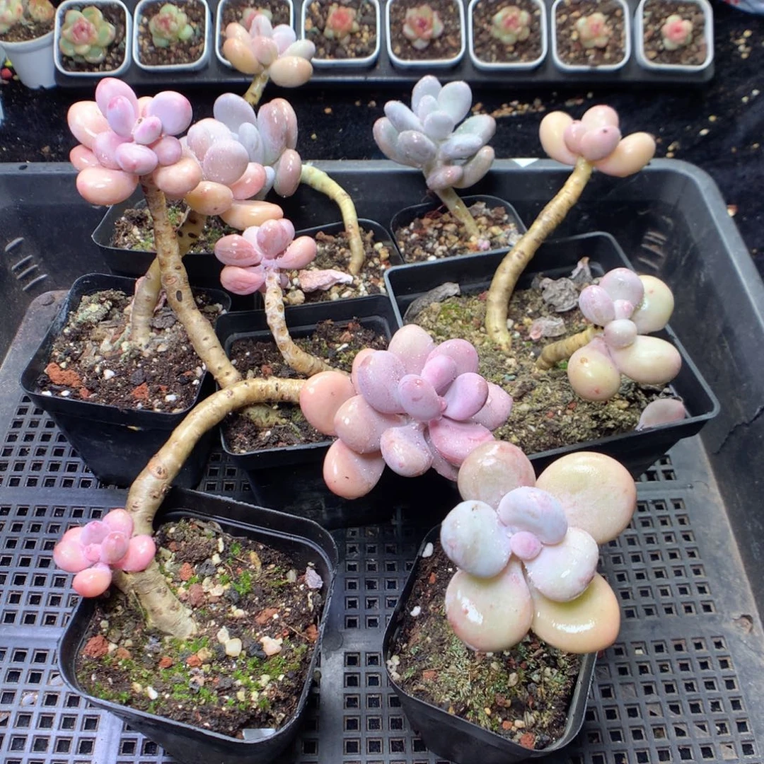 无花朵Q123。 yyyyyyyyy