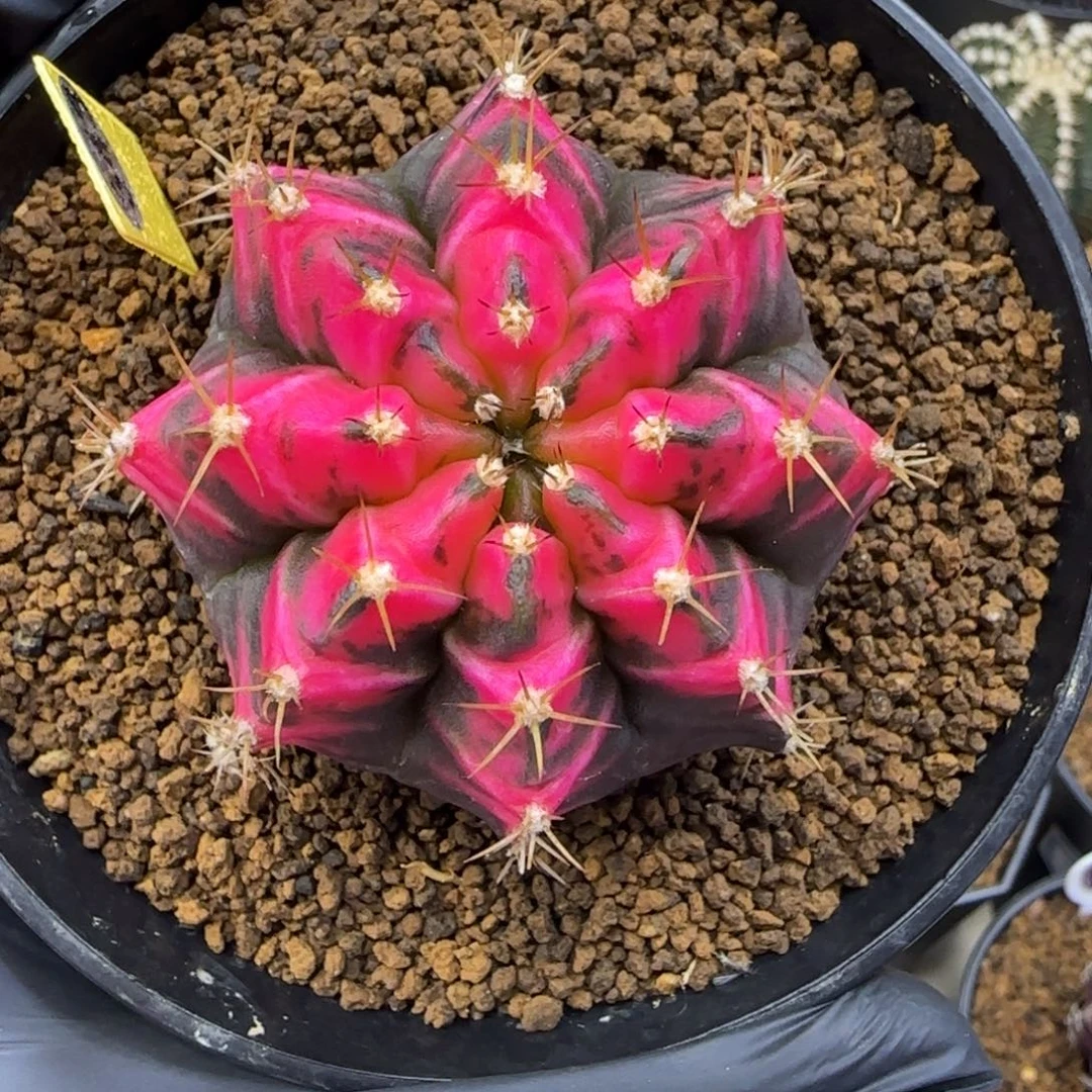 343号泰系米哈锦侧芽