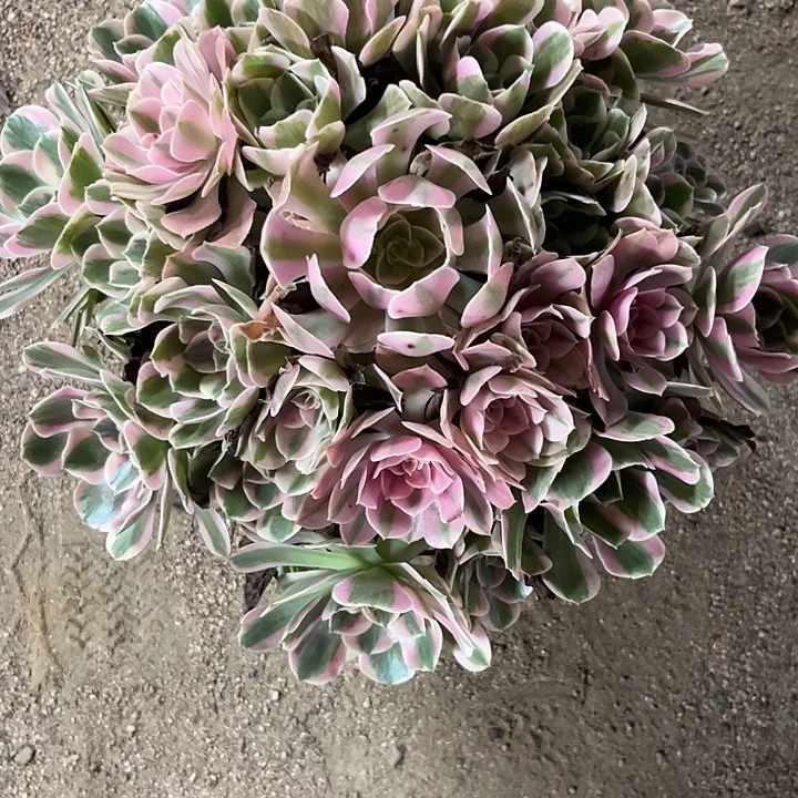 多肉植物粉女郎锦……