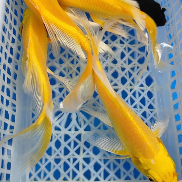 海水鱼4黄一黑10-12