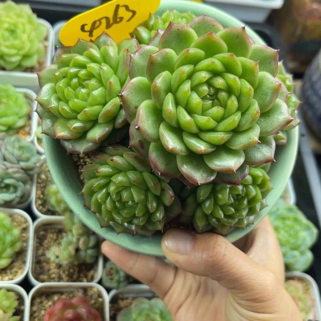 c***n灯泡珍妮母本群4263