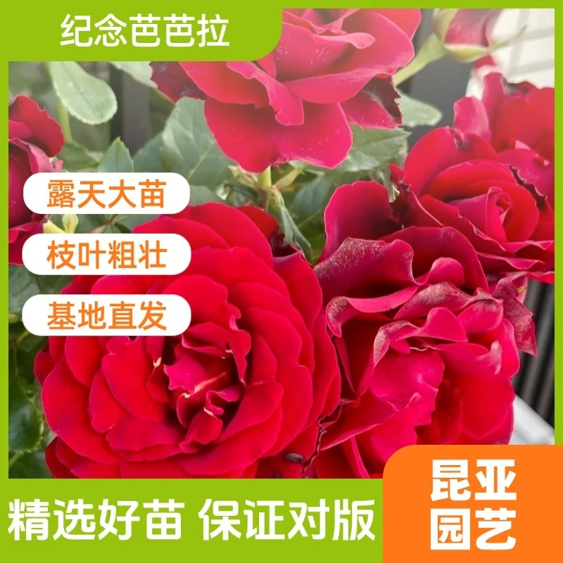 昆亚花园纪念芭芭拉成都露天月季花苗阳台庭院盆栽四季开花带花苞