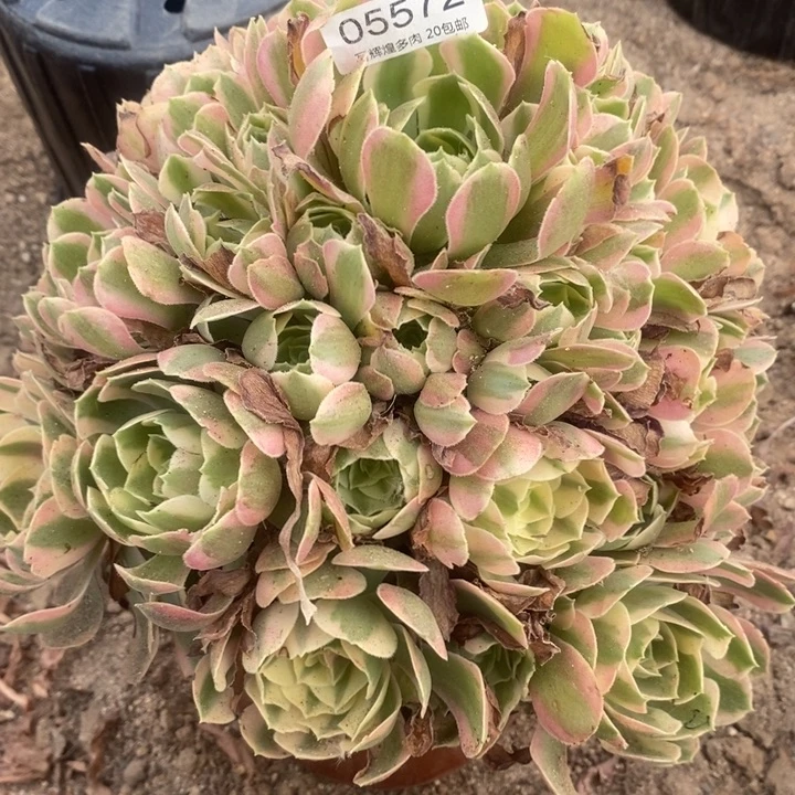 05572邀约多肉植物