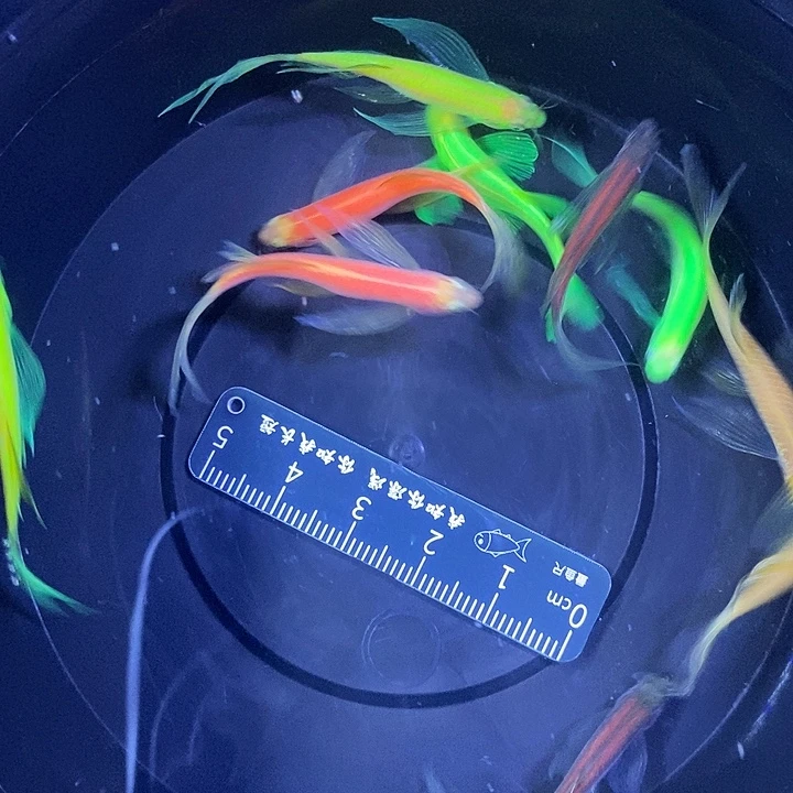 斑马鱼蝶翼斑马瑕疵练手鱼3-4厘米10条