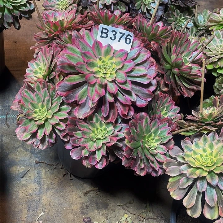 多肉法师376号粉黛变异