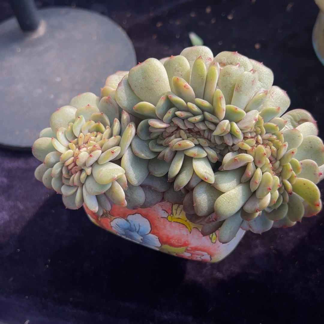 红恋 新年快乐 新年快乐