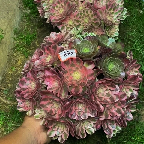 荔枝老桩朵朵法师833号