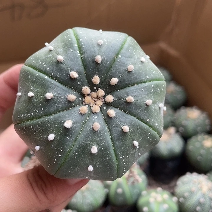 当前无花栽培后可以开花218仙人球开花植物