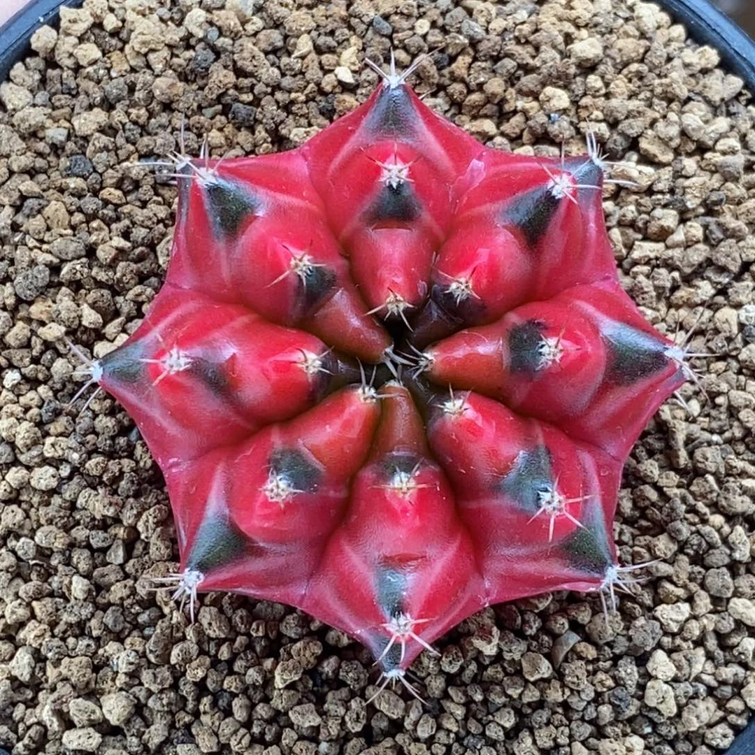 米哈肋骨仙人球49