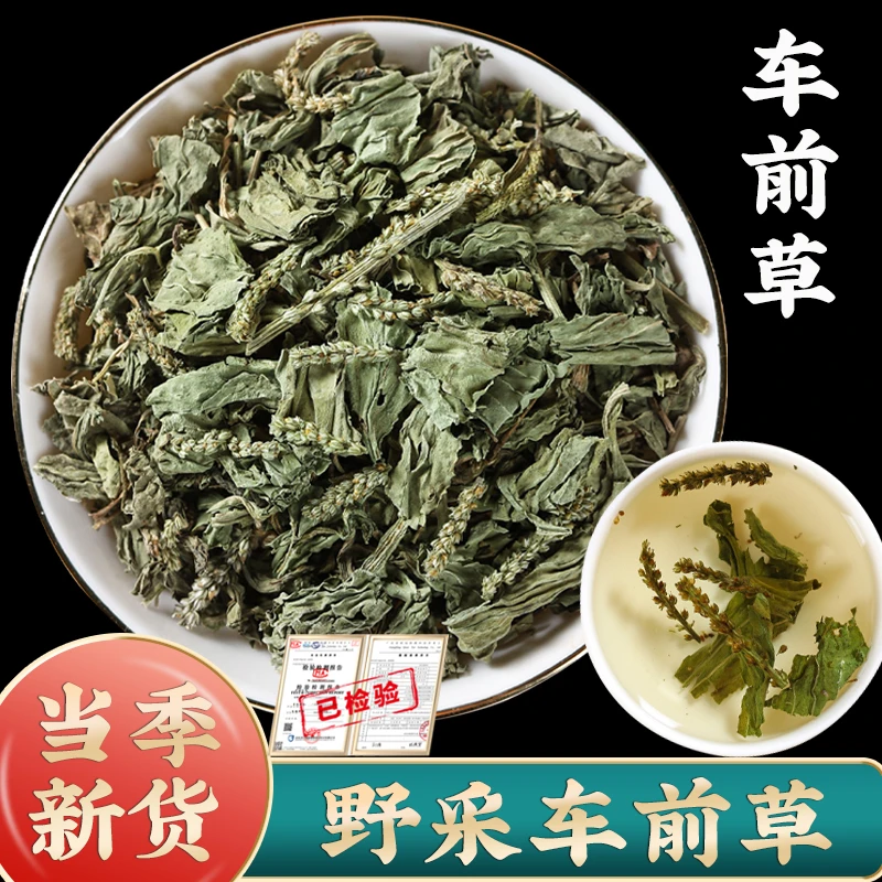 车前草茶中药材干货车钱草袋泡茶的功效与作用车前草干车轮草泡水