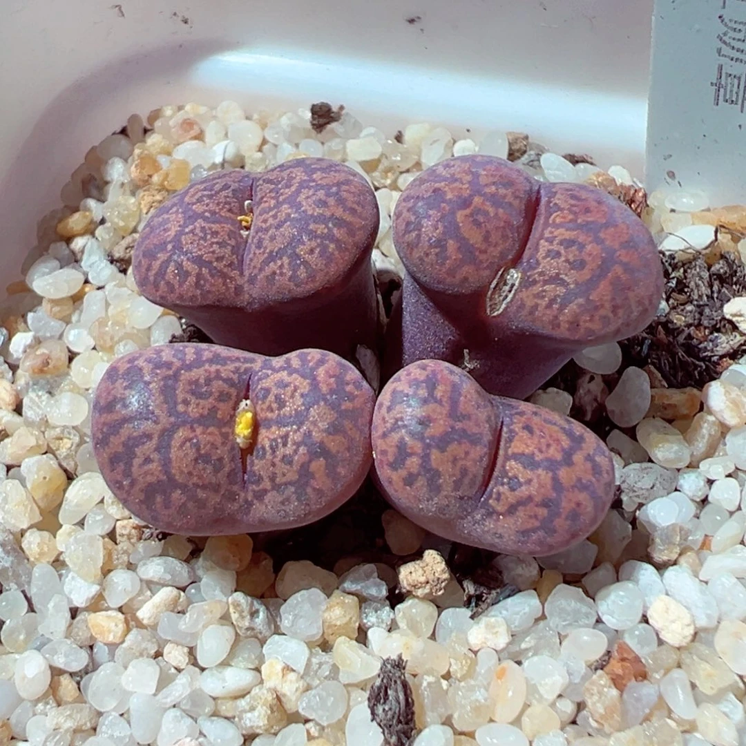 825-112多肉多肉红勋章1866.51