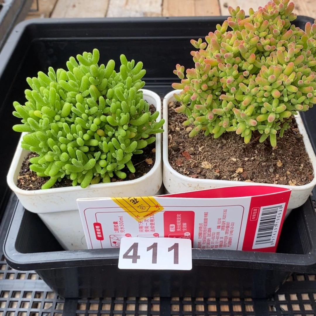 枝干番杏多肉植物411